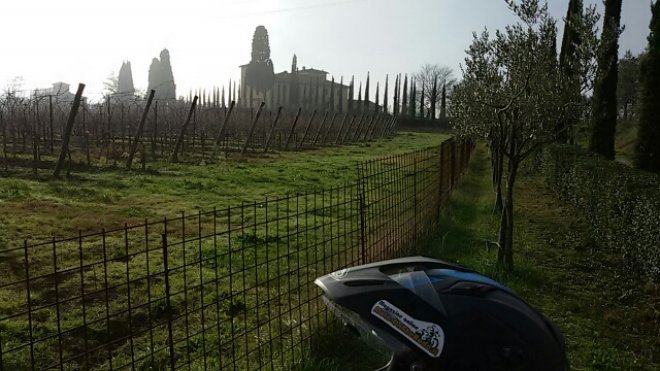 foto 6 la casa di Gino, non ci sono più i girasoli ma le viti